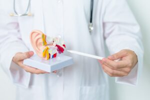 Forstå øre anatomi: hvordan ørets struktur sikrer hørelse og balance