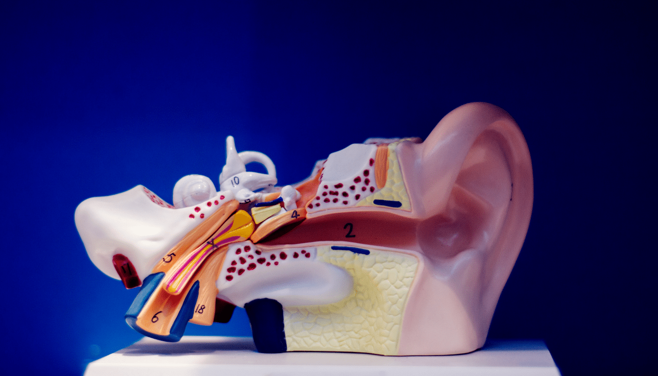 Det eustakiske rør og forbindelsen til tinnitus: forstå sammenhængen og find løsninger - Illustration